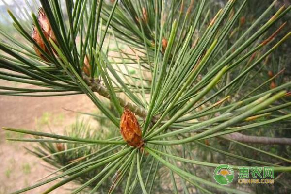 罗汉松种子种植方法