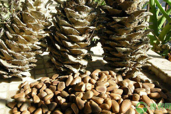 罗汉松种子种植方法