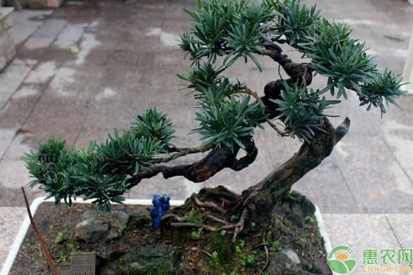 Rohanson seed farming methods