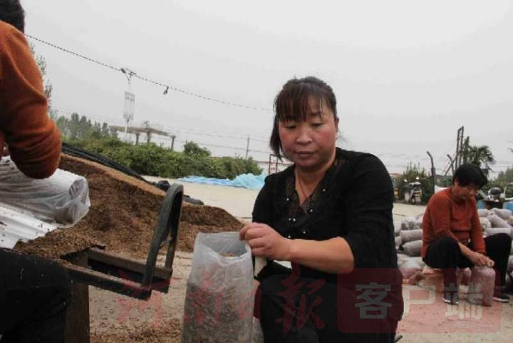 茶树菇如何种植技术