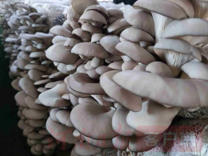 茶树菇如何种植技术
