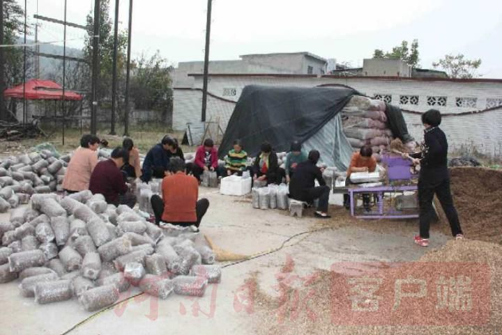 茶树菇如何种植技术