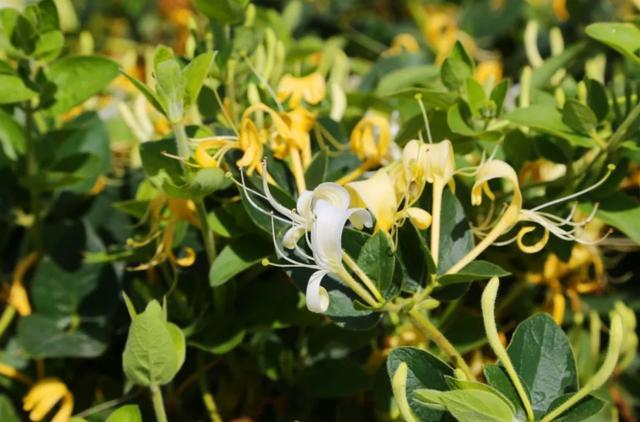 盆栽金银花种植技术