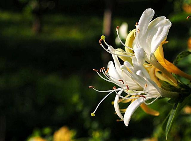 盆栽金银花种植技术