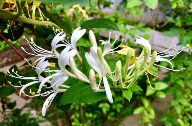 盆栽金银花种植技术