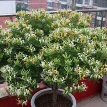 盆栽金银花种植技术