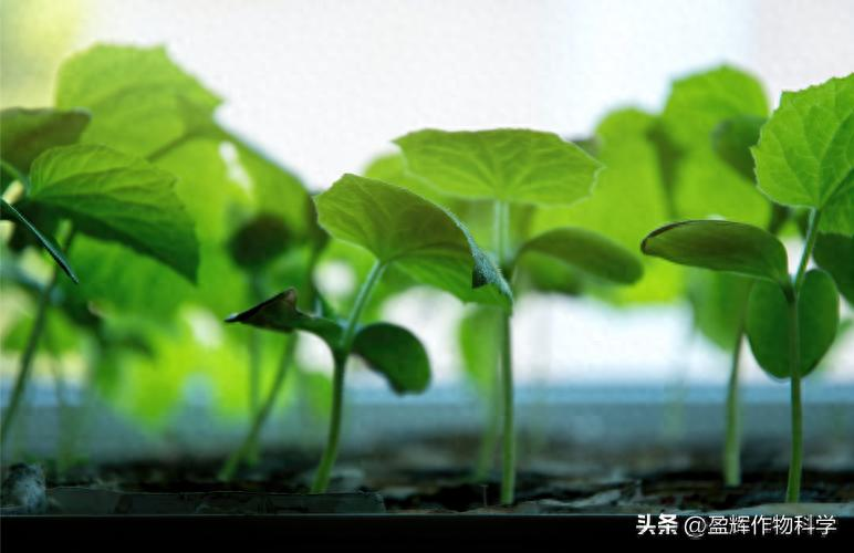 秋冬大棚黄瓜种植技术