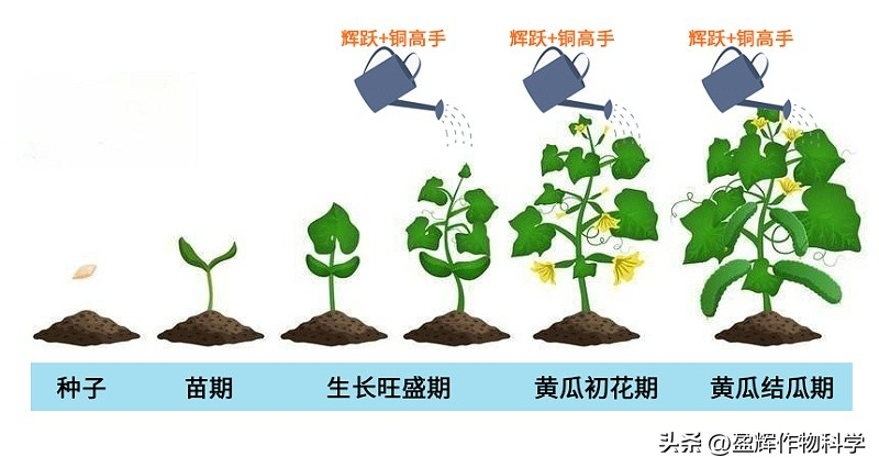 秋冬大棚黄瓜种植技术