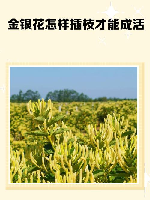 盆栽金银花种植技术