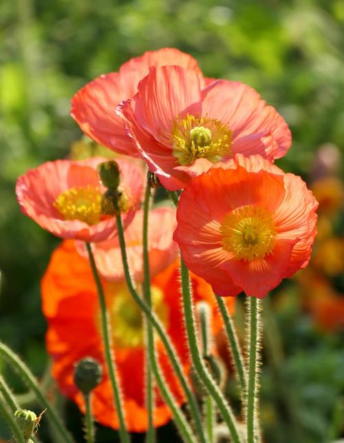 虞美人的种植方法