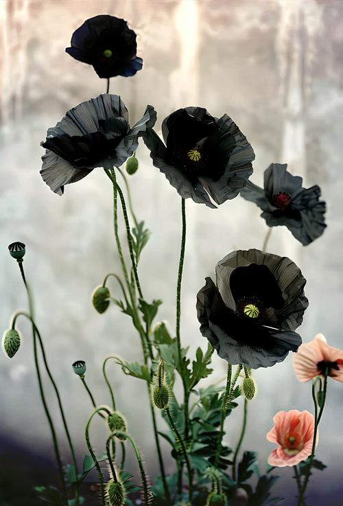 虞美人的种植方法