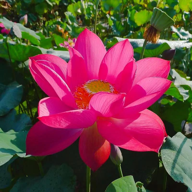 Map of the method of planting the sleeping lotus