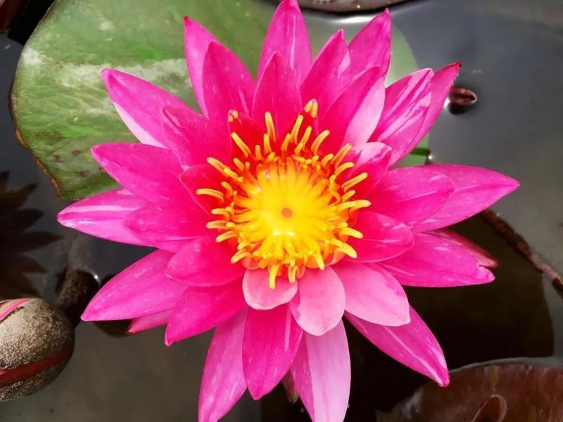 Map of the method of planting the sleeping lotus