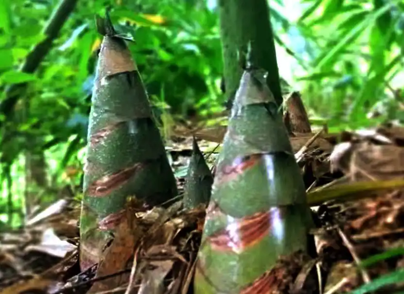 竹笋的种植方法