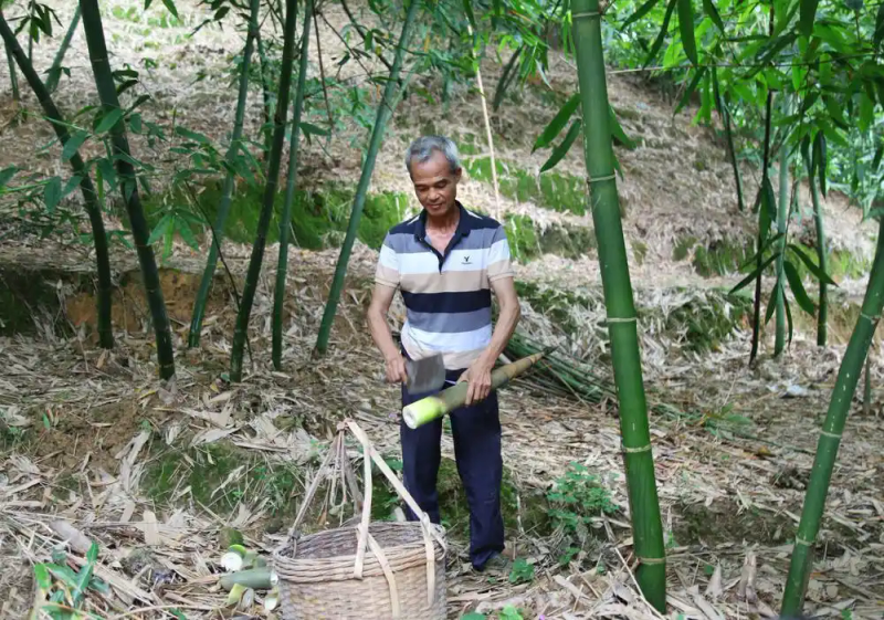 竹笋的种植方法
