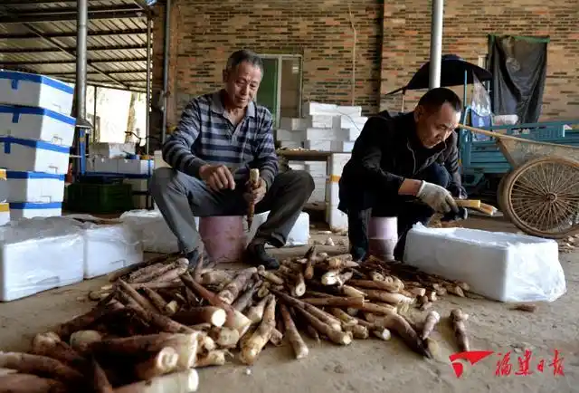 竹笋的种植方法