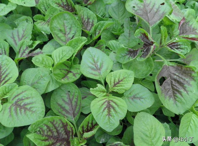 夏季蒜苗种植技术