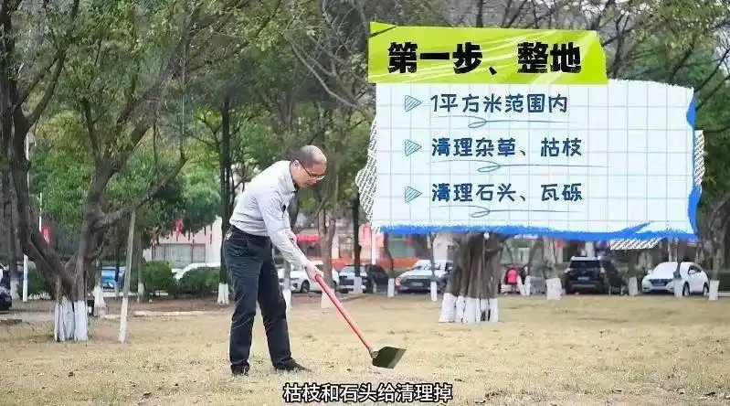 景观树的种植技术