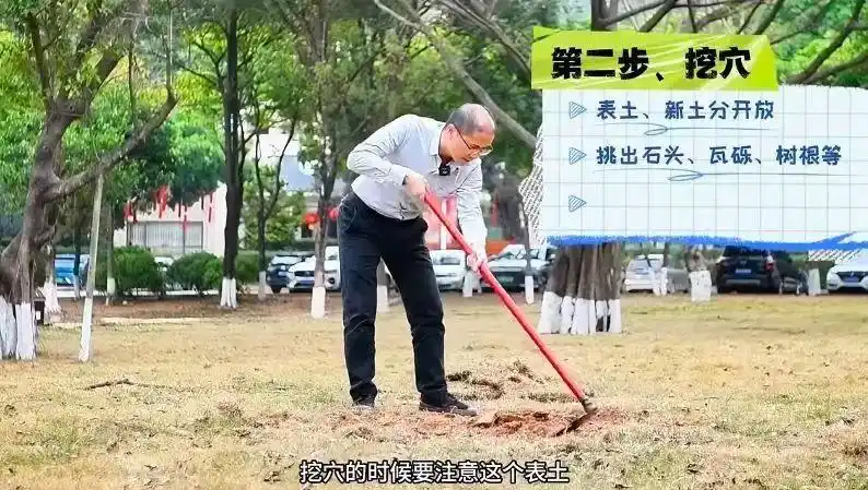 景观树的种植技术