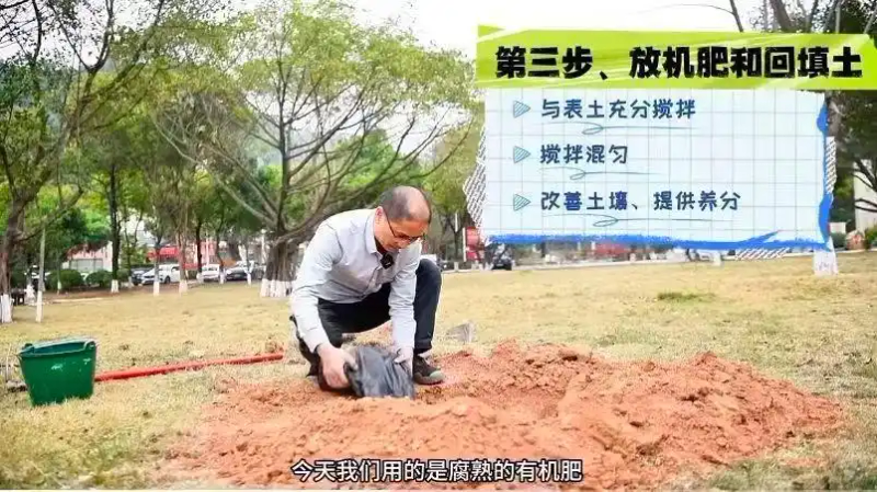 景观树的种植技术