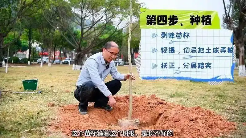 景观树的种植技术