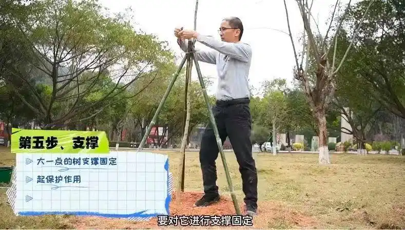 景观树的种植技术