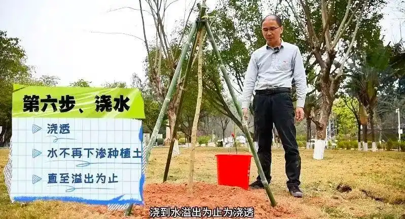 景观树的种植技术