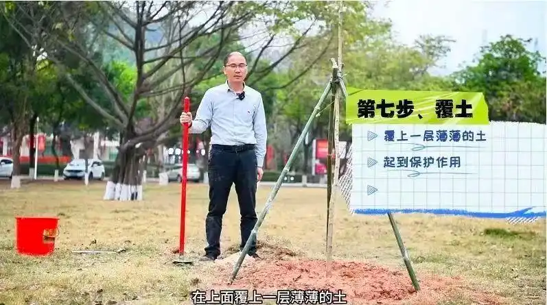 景观树的种植技术