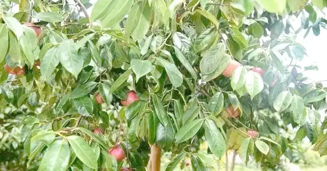 现代农业油茶种植技术