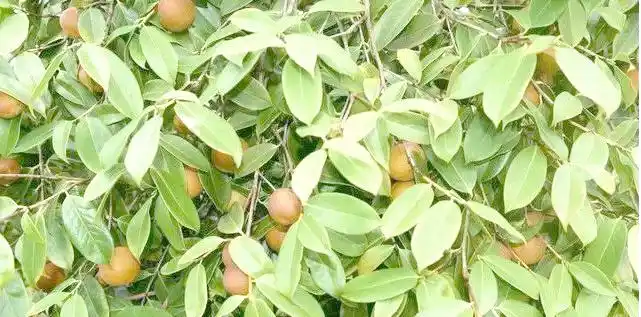 现代农业油茶种植技术