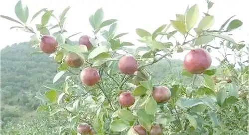 现代农业油茶种植技术