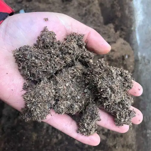 现代农业油茶种植技术