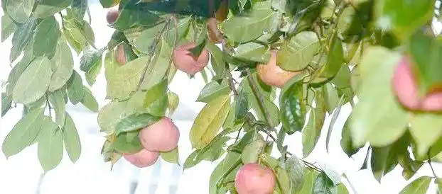 现代农业油茶种植技术