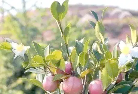 现代农业油茶种植技术