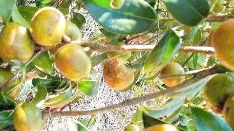 现代农业油茶种植技术