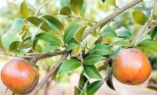 现代农业油茶种植技术