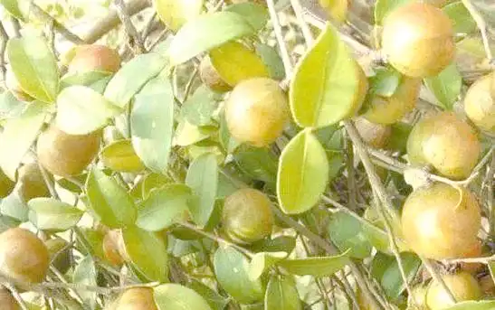 现代农业油茶种植技术