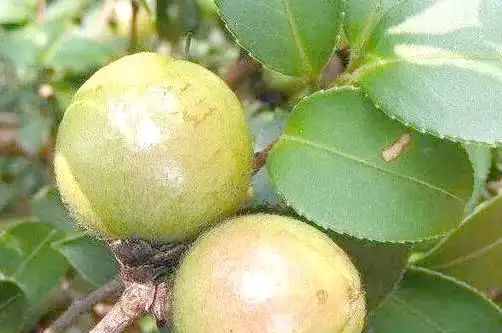 现代农业油茶种植技术