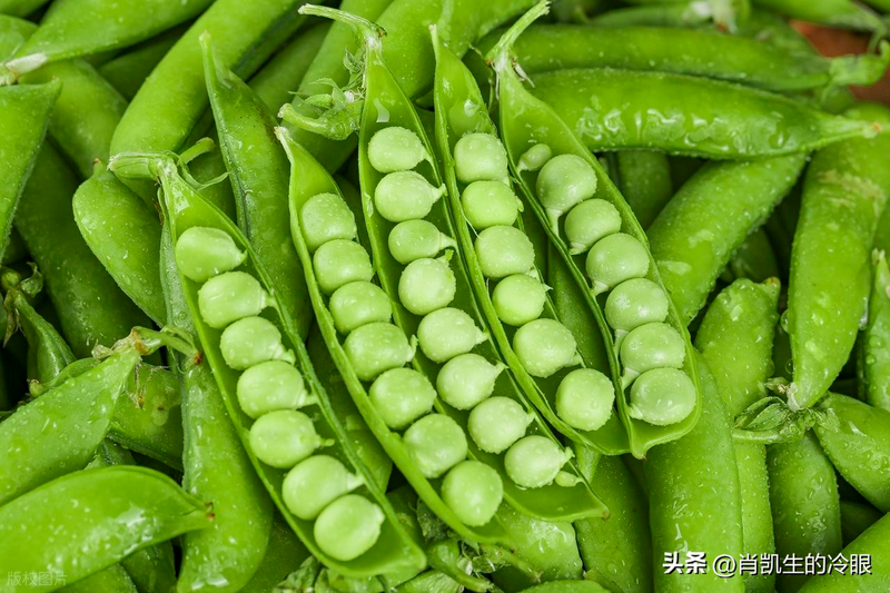 夏季蒜苗种植技术