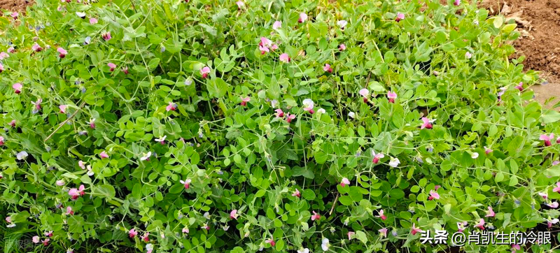 夏季蒜苗种植技术
