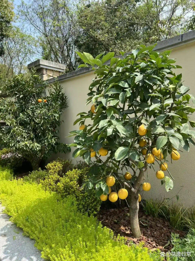 Landscape tree planting techniques