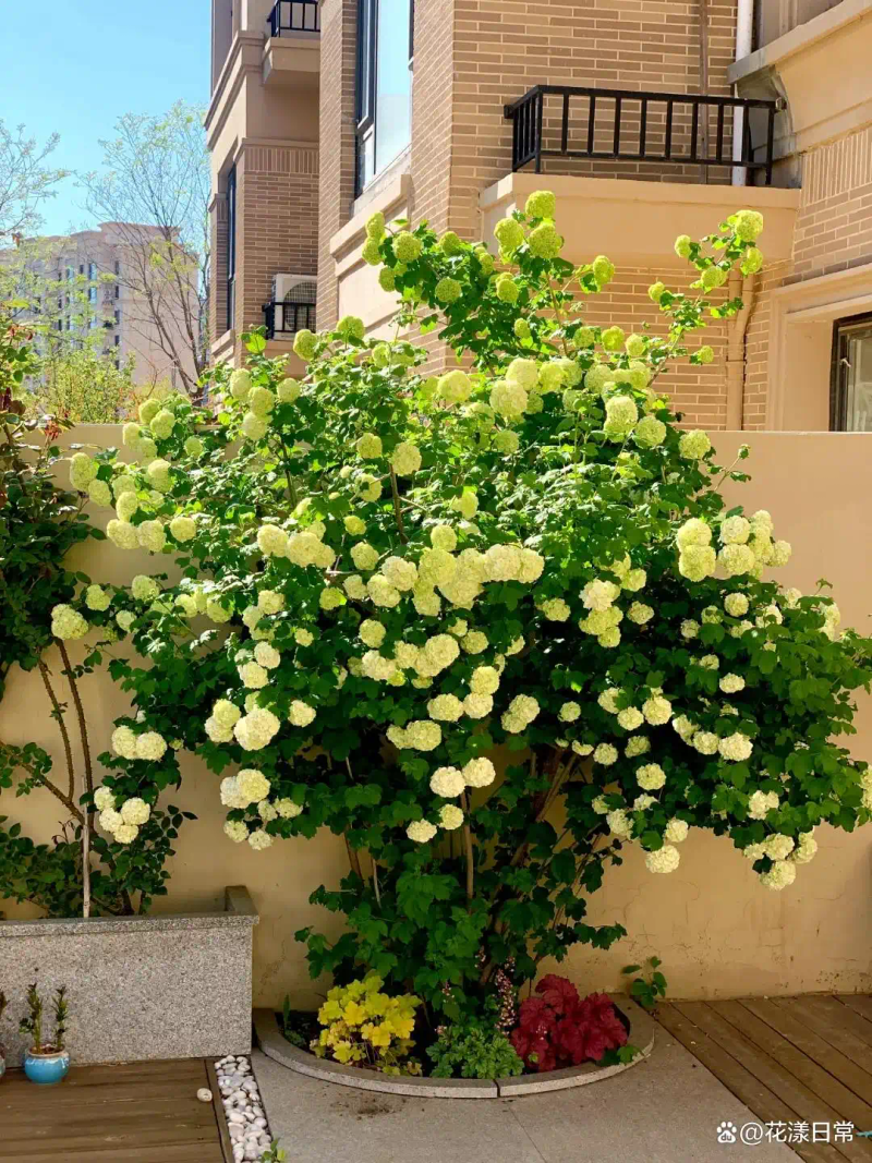 Landscape tree planting techniques