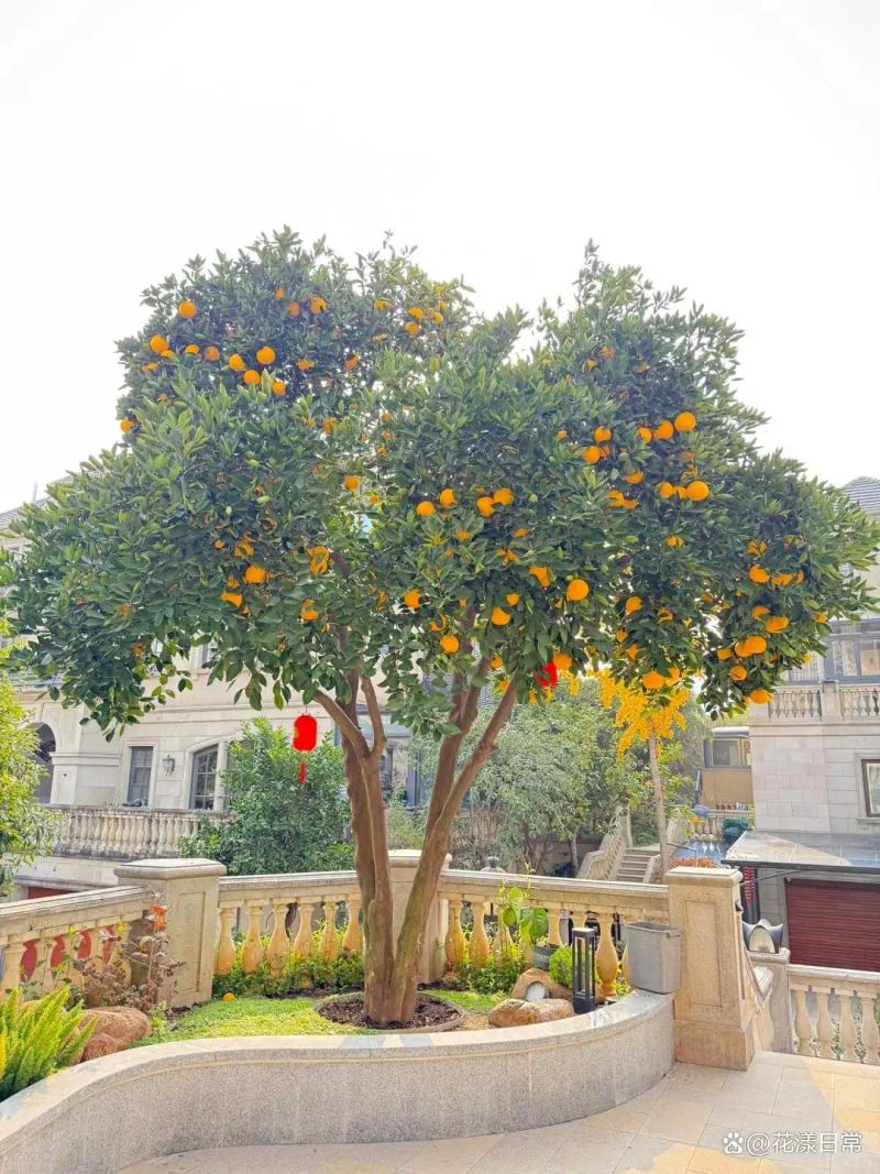 Landscape tree planting techniques