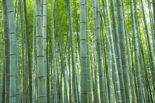 竹笋铺就乐安绿色致富路