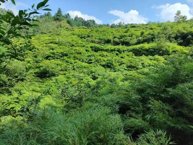 竹笋的种植方法