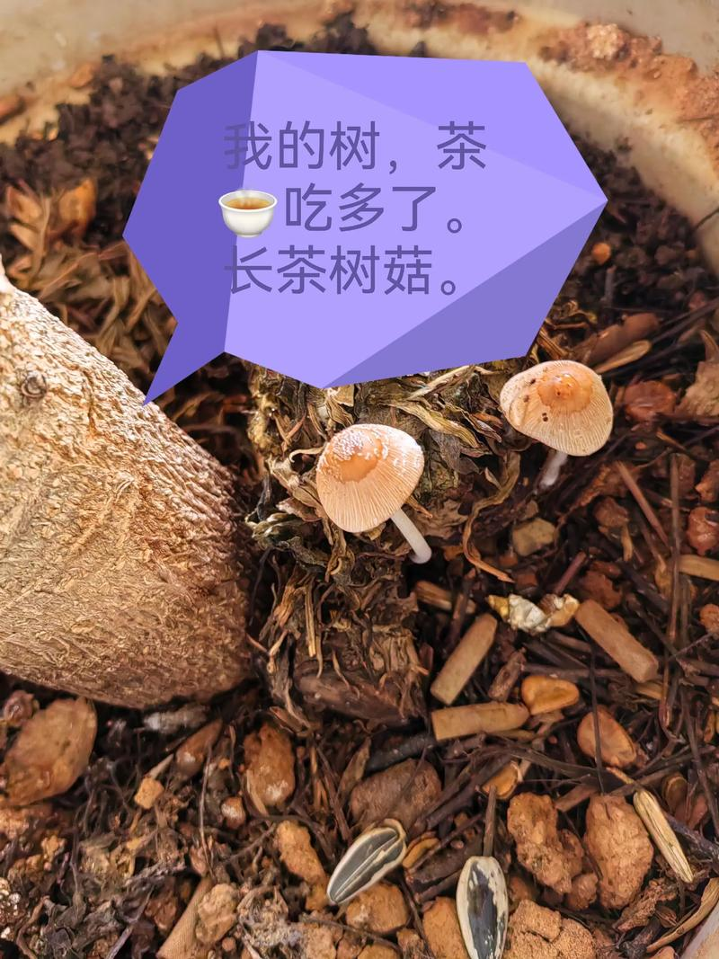 茶树菇如何种植技术