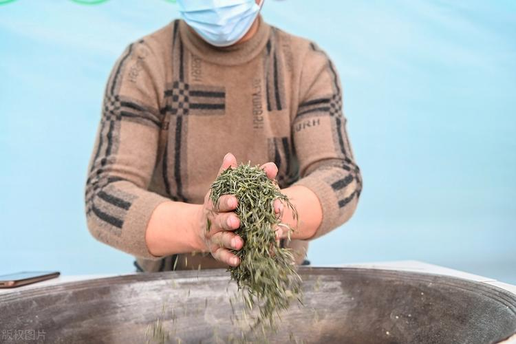 茶树菇如何种植技术