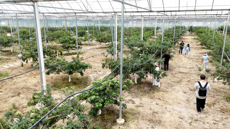 Technology for fruit growing in large sheds