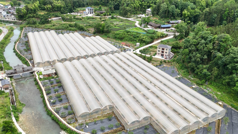 Technology for fruit growing in large sheds