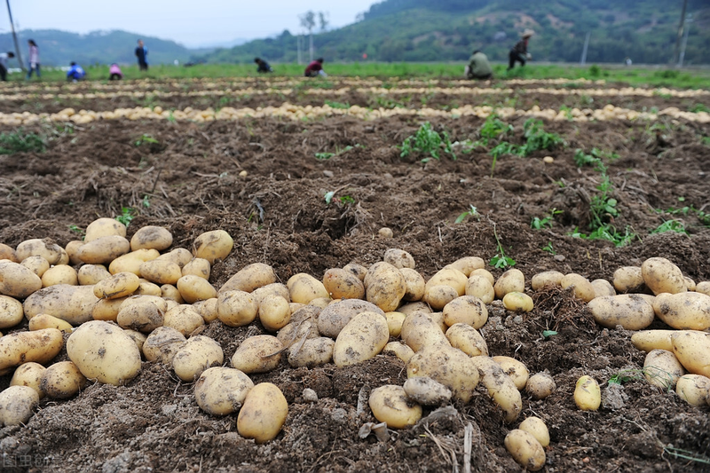 Potato farming techniques